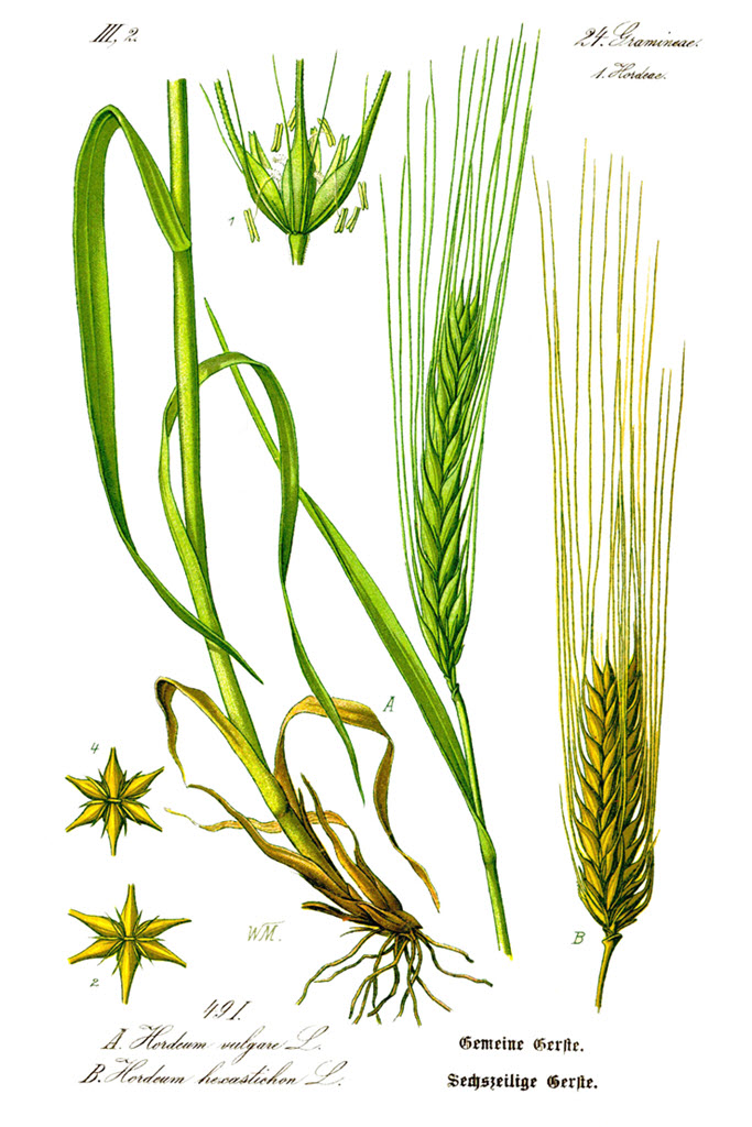 Barley - Illustration Hordeum Vulgare